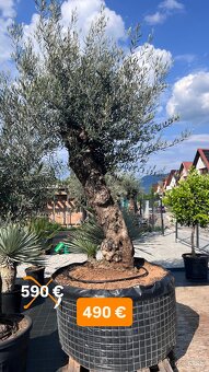 OLIVOVNÍK, CYKAS, PALMA, JUKA - 3