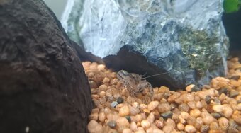 Mini rak cambarellus texanus - 3