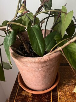Kvetináč ZARA HOME + Philodendron - 3