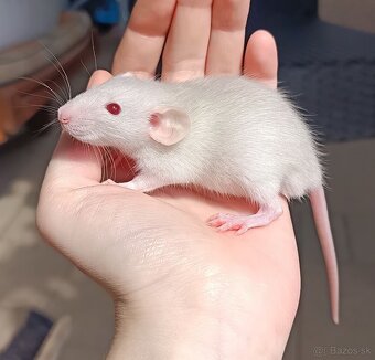 ❤️ Exkluzívne dumbo, velveteen, rex potkaníky - 3