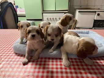 Kavalier King Charles Spaniel - 3