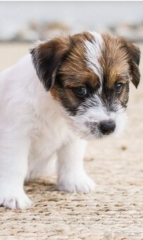 Jack russel teriér s PP - 3