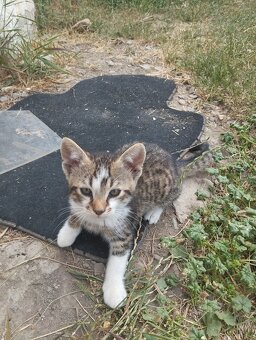 🐾 Darujem krásne mačiatka do dobrých rúk (2 mesačné) 🐾 - 3
