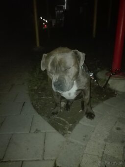 American bully - 3