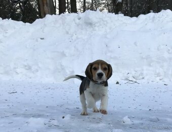 Bígel Beagle Bigl s PP FCI - 3