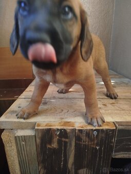 Darujem 2 psikov - 3