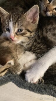 Sibírska mačka - mačiatka 🐈⬛ - 3