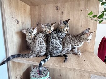 Bengal Cat mačiatka s PP - 3