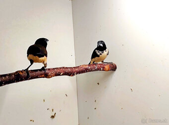 Stračka veľká - 3