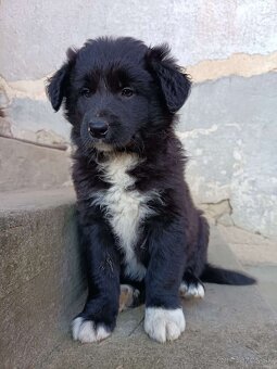 Dárujem za symbolickú cenu steniatka borderkolie - 3