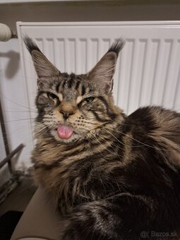 Mainska myvalia s PP - 3