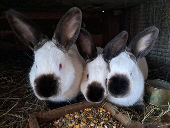 Kalifornský králik - 3