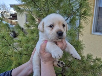 Labrador s PP - 3