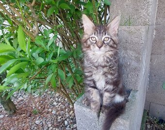 Mainska myvalia Mainne coon Mco - 3
