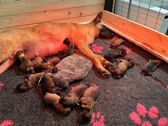 Belgický ovčiak Malinois - 3