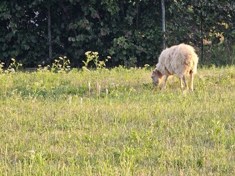 Predam ovecky Quesant - 3