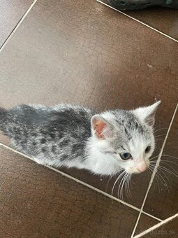 3 mačiatka - 3