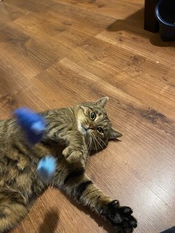 2-ročný kocúr darujem – pokojný a hravý - 3