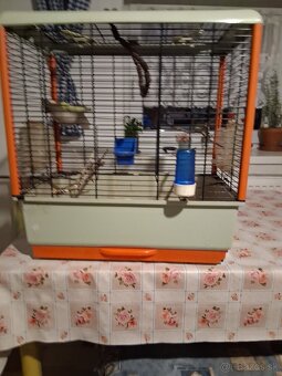 Predám kanariky. - 3