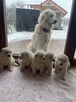 Slovenský čuvač - 3