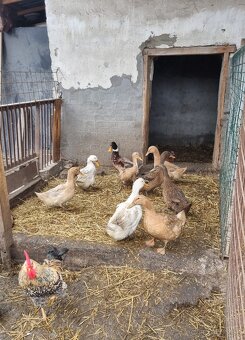 Nasadove vajcia kačacie. SA, GA, DS, BA. - 3
