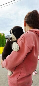 Predam steniatka stredoazisky ovčiak sao. Aziat - 3
