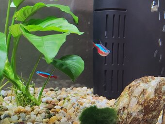 Zabehnuté akvárium 54l - 3