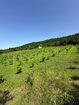 Udržiavaná vinica s chatou, 8500m2, Hrušov - 3