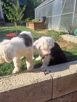 Bobtail - 3