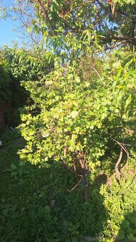 MODRA, starý vinársky dom, po rekonštrukcii trvalé bývanie - 3