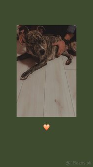 Staford  ,sučka - 3