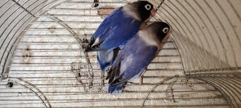 Agapornis škraboskovy - 3