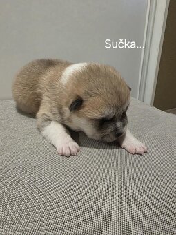 Akita Inu - 3