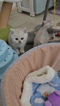 Britské mačiatka chinchilla - 3