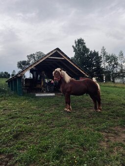 Kôň Kobyla - 3