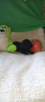 Pudel Pudlík toy - 3