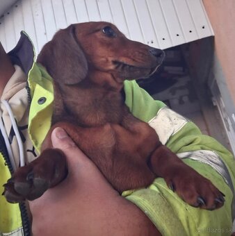 Jazvečík krátkosrstý - 3