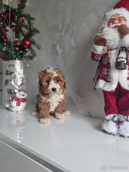 Cavapoo - 3