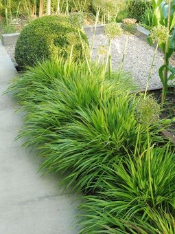 Stálezelená tráva - Carex IRISH GREEN - 3