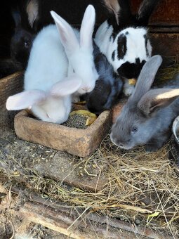 Predam.mlade zajace - 3