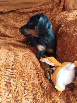 Doberman - 3