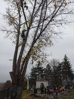 Výrub stromov - 3