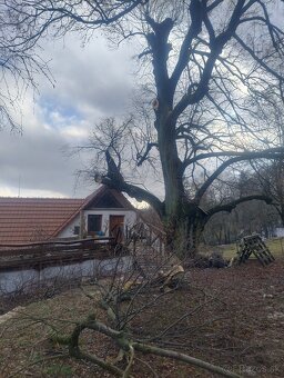 Ponúkam rezanie a orezávanie rizikových stromov, arboristika - 3