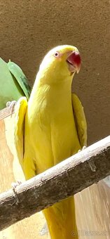 samica alexander maly lutino - 3