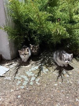 Darujem mačiatka - 3