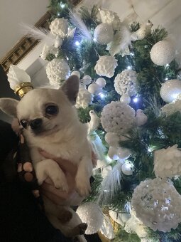 Čivava , mini čevava , civava , , mini čivavy , - 3