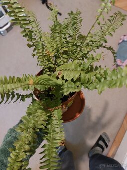 Darujem za odvoz - 3