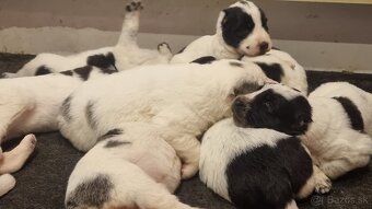 Stredoázijský ovčiak - šteniatka s PP - 3