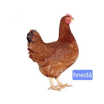 Mládky Dominant - 3