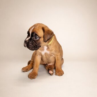 Nemecký boxer - predaj šteniatok - 3